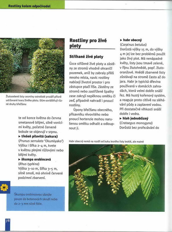 Posezení na zahradě (zahrada plus) - Rosa Wolf