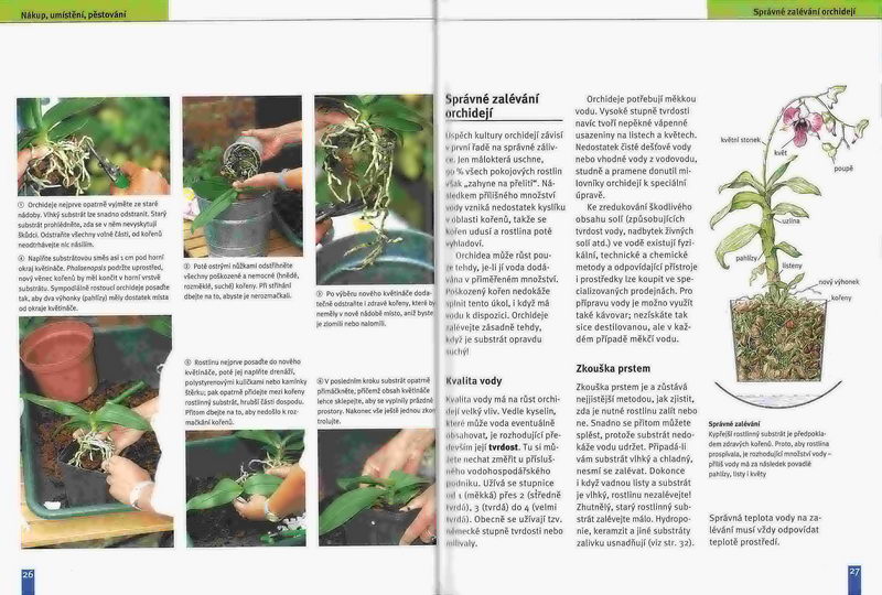 Orchideje (zahrada plus) - Jörn Pinske