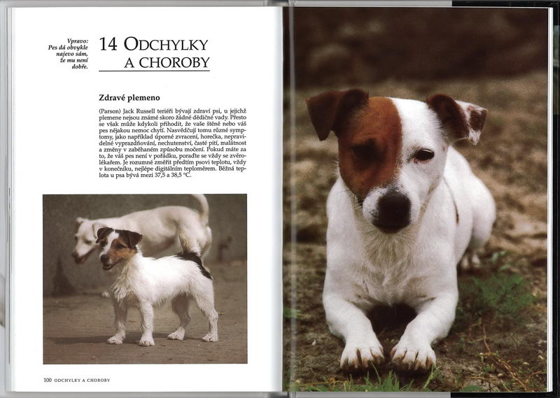 Jack Russell teriér (rádce chovatele) - Esther Verhoef-Verhallen